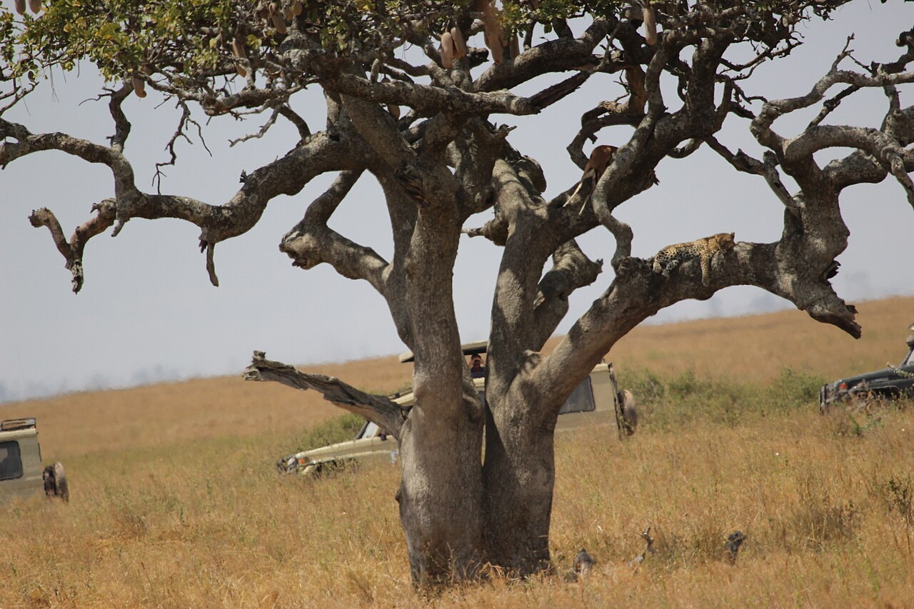 Tanzania wildlife and landscapes